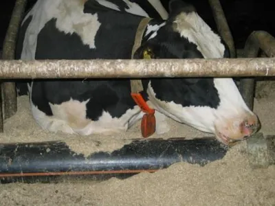 Koe drinkt bij een knieboombuis in de stal